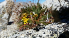 Ivesia lycopodioides scandularis