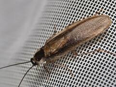 Parcoblatta pennsylvanica