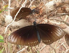 Euploea core godartii