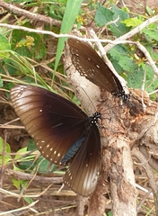Euploea core godartii