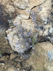 Galium cliftonsmithii