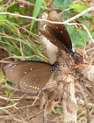 Euploea core godartii