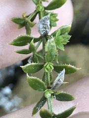 Galium cliftonsmithii