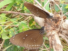 Euploea core godartii