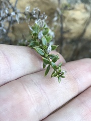 Galium cliftonsmithii
