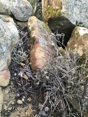 Galium cliftonsmithii