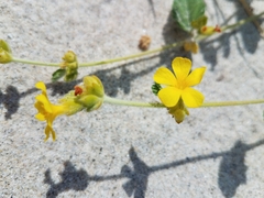 Waltheria preslii