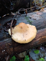 Crepidotus mollis