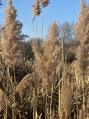 Phragmites