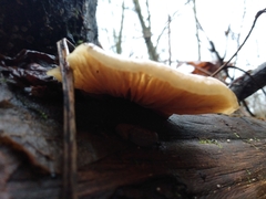 Crepidotus mollis