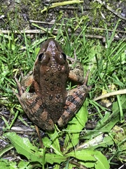 Rana draytonii