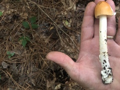 Amanita fulva