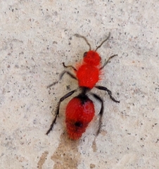 Dasymutilla erythrina