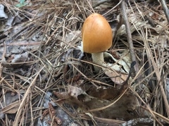 Amanita fulva