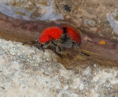 Dasymutilla erythrina