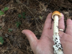 Amanita fulva