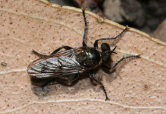 Bromotheres australis