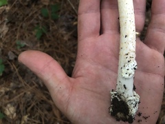 Amanita fulva