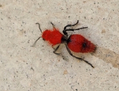 Dasymutilla erythrina