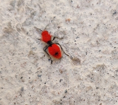 Dasymutilla erythrina