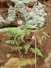 Myriopteris wootonii