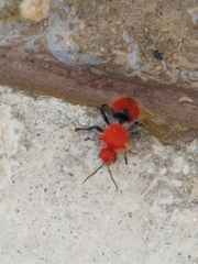 Dasymutilla erythrina