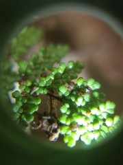 Myriopteris wootonii