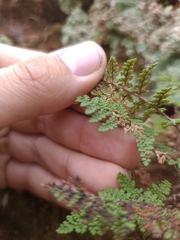 Myriopteris wootonii