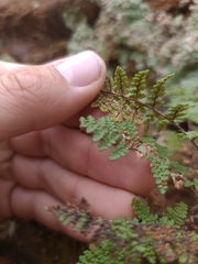 Myriopteris wootonii