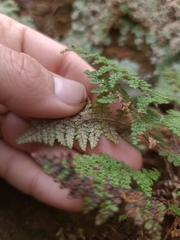 Myriopteris wootonii