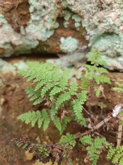 Myriopteris wootonii