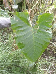 Xanthosoma sagittifolium