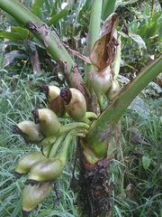 Xanthosoma sagittifolium