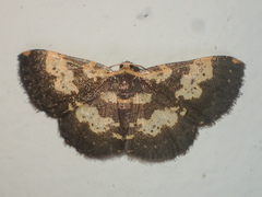 Peratophyga bifasciata