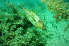 Meuschenia freycineti