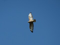Buteo buteo vulpinus