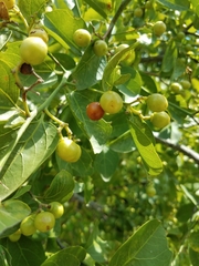 Sarcomphalus pedunculatus