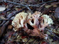 Ramaria rubiginosa