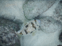 Diodon holocanthus