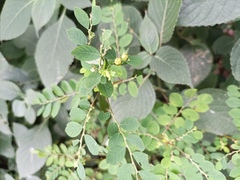 Phyllantheae