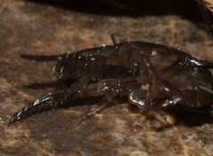 Arcitalitrus
