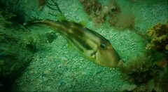 Meuschenia freycineti