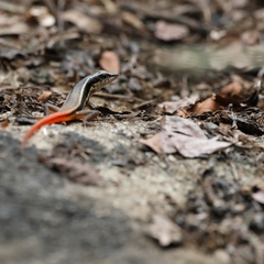 Sphenomorphus dussumieri