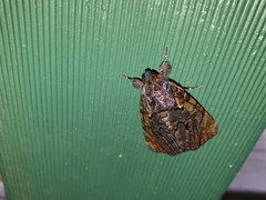 Catephia linteola
