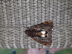Catephia linteola