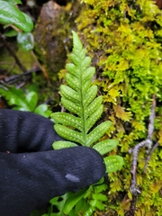 Polypodium calirhiza