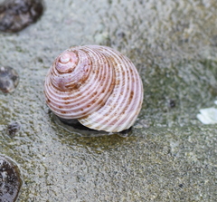 Calliostoma