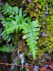 Polypodium calirhiza
