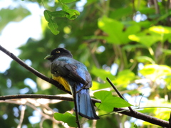 Trogon citreolus