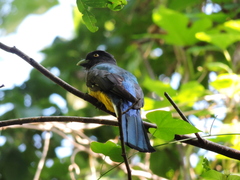 Trogon citreolus